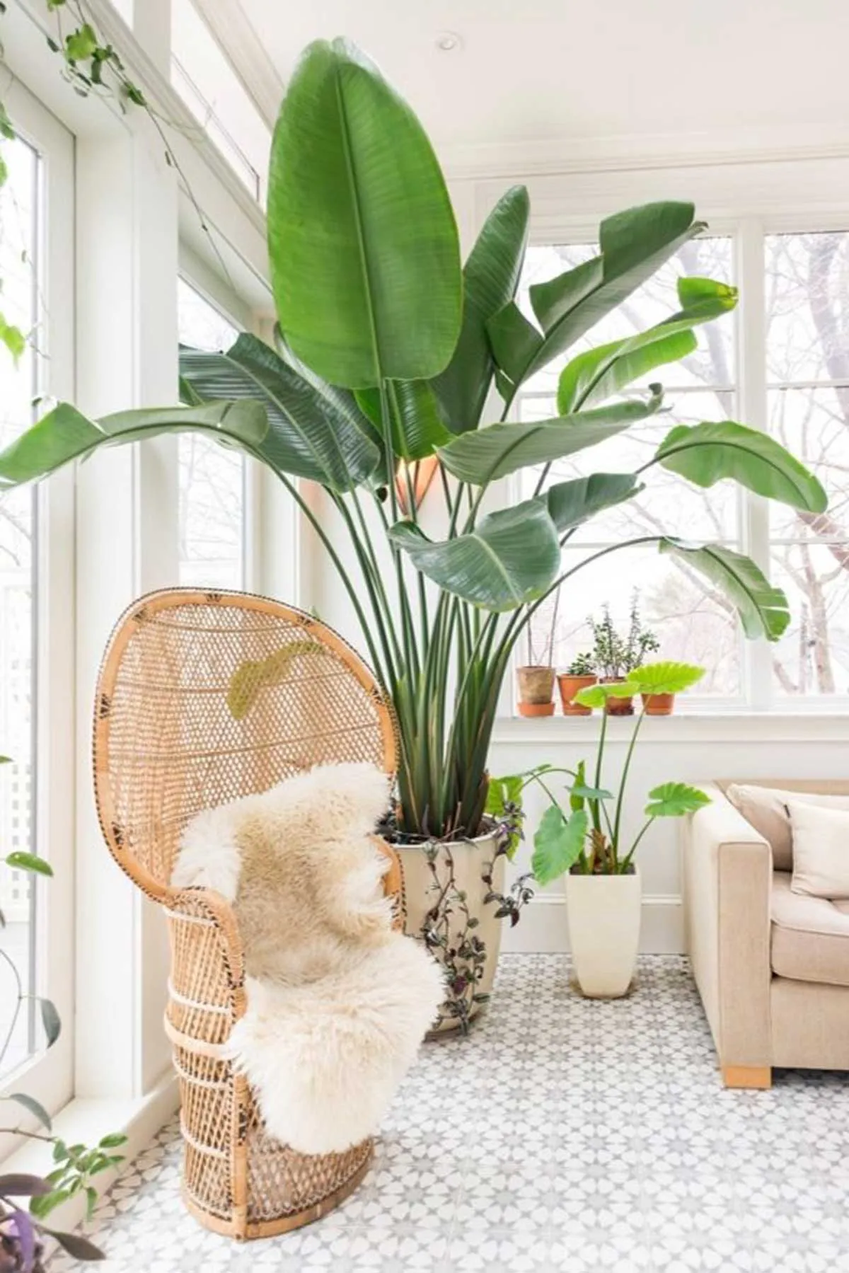 Monstera Deliciosa