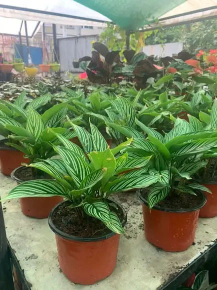 Areca Palm