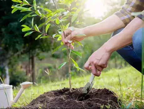Planting
